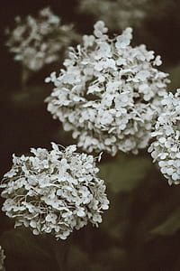 selective focus photography of flowers thumbnail