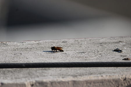 yellow jacket wasp on gray surface thumbnail
