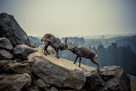 two rams standing on rocks during daytime thumbnail