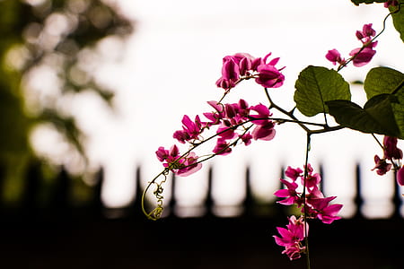 Pink Petaled Flower thumbnail