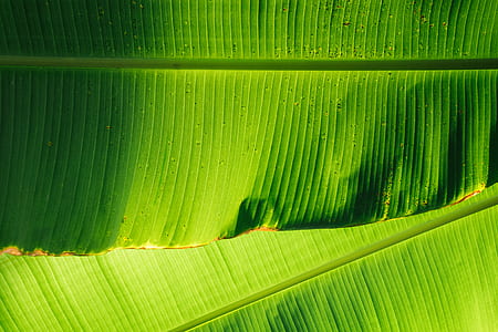 low angle photo of banana leaves thumbnail