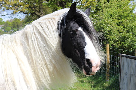 white and black horse standing near tree thumbnail