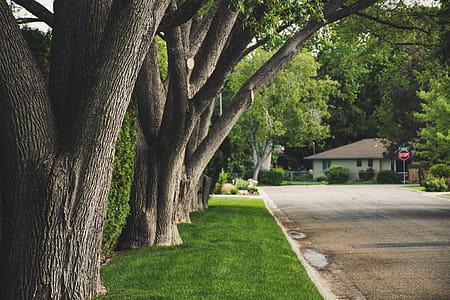 Brown Trees Surrounded by Green Grass thumbnail