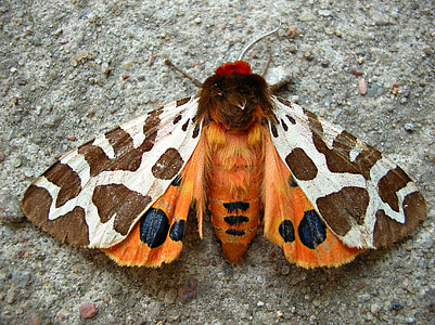 garden tiger moth thumbnail