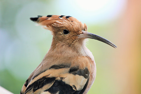 shallow focus photography of brown and black bird thumbnail