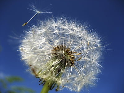 Dandelion floweer thumbnail