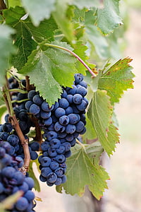focus photography of purple grapes thumbnail
