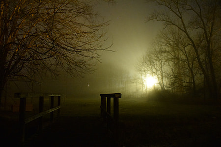 brown wooden railings surrounded by leafless trees flashed by mass amount of light tyndall effect photography thumbnail