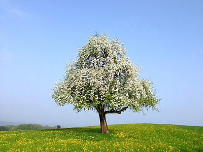 white flowering tree thumbnail