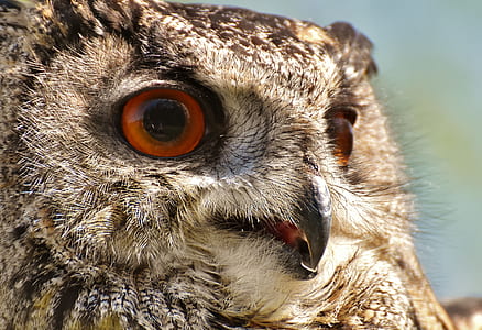 closeup photo of owl thumbnail