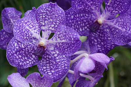 close-up photo of purple orchid at daytime thumbnail