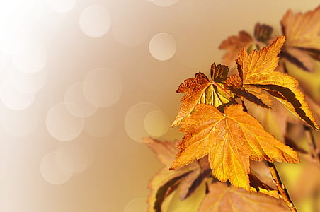 bokeh photo of brown palmate leaves thumbnail