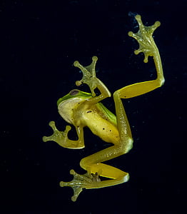green frog against black background thumbnail