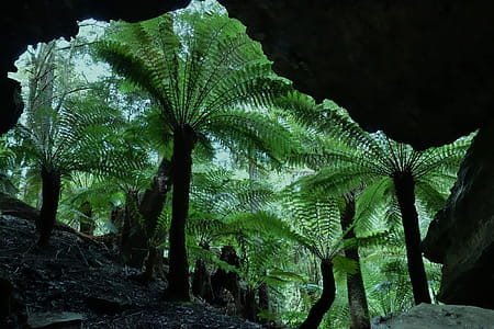 Tree ferns viewed through cave entrance thumbnail