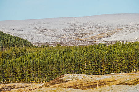 green trees thumbnail