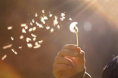 person holding a white dandelion flower thumbnail