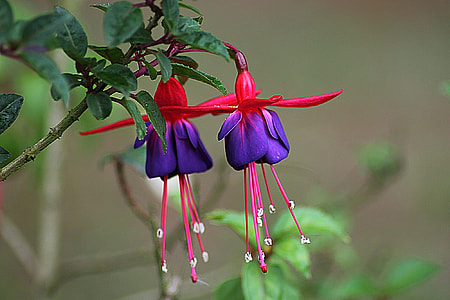 red and purple petal flowers thumbnail