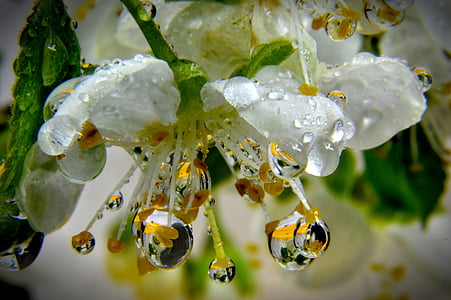white flowers with water drops thumbnail
