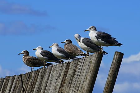 seagulls perching on wood under clear calm sky thumbnail