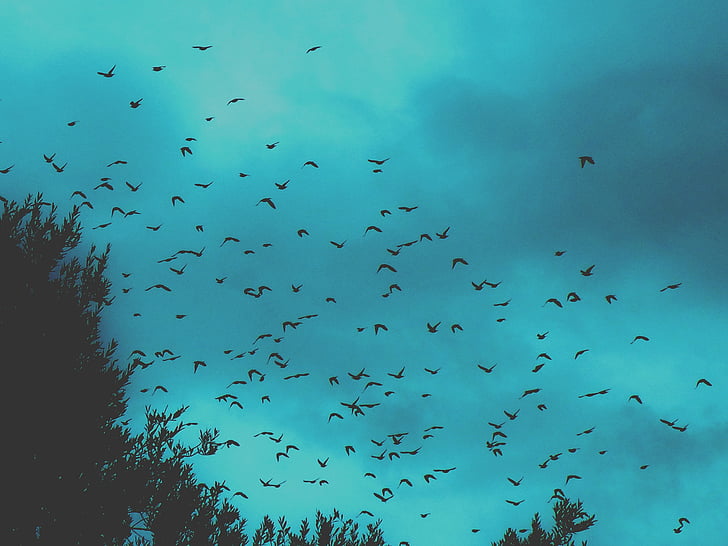 low angle photography of silhouette flock of birds flying under the sky