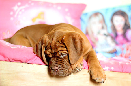 red French bulldog puppy close-up photo thumbnail