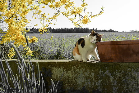 white, black, and orange calico cat on gray wall thumbnail