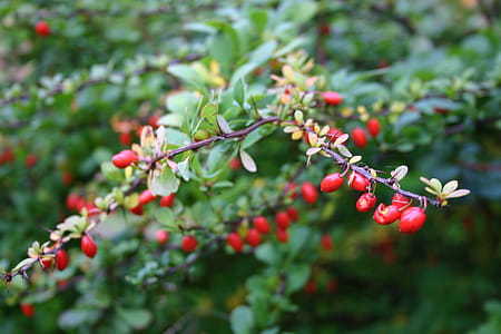 Red Fruit Plant thumbnail