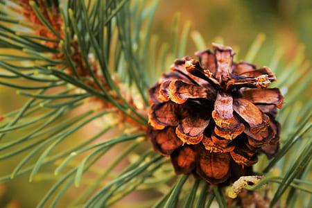 Selective Focus Photography of Conifer Cone thumbnail