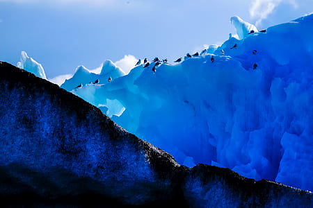 group of penguin on ice field thumbnail