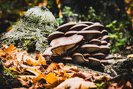 brown tree mushrooms on tree at daytime thumbnail