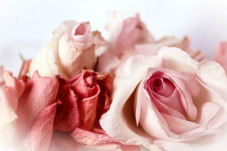 selective focus photography of white and red rose flowers thumbnail