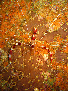 Banded coral shrimp - Stenopus hispidus thumbnail