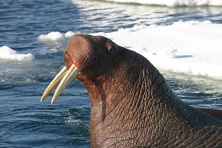 walrus on body of water thumbnail