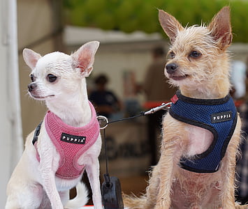 selective focus photography of two adult tan and white Chihuahua thumbnail