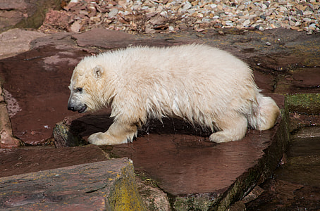 polar bear standing on brown stone thumbnail
