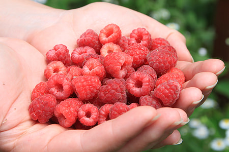 red berries on persons hand thumbnail