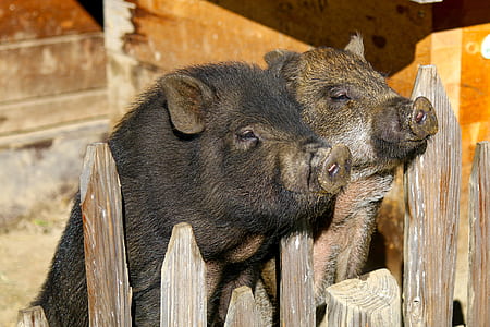 two wild boars facing brown wooden fence thumbnail