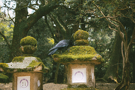 Crow in Japanese garden thumbnail