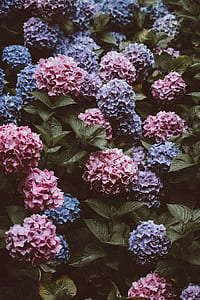 flower, hydrangea, blue, pink thumbnail