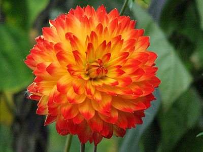 close-up photo of orange and yellow flower thumbnail