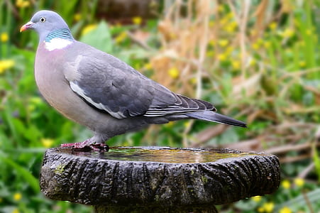 gray pigeon on stone thumbnail