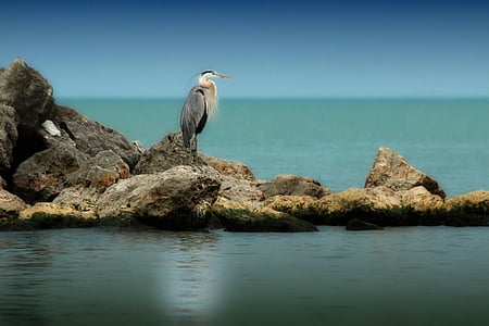 white and brown standing on rock formation surrounded by body of water thumbnail
