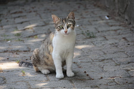 White and Brown Cat Sitting on Ground thumbnail