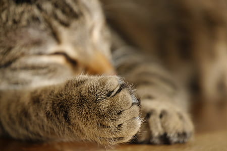 brown tabby cat thumbnail