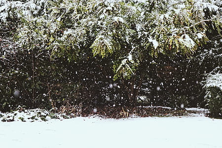 snow covered trees thumbnail