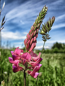 pink pea flowers thumbnail