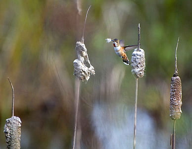 brown hummingbird thumbnail