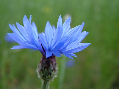 blooming blue flower thumbnail