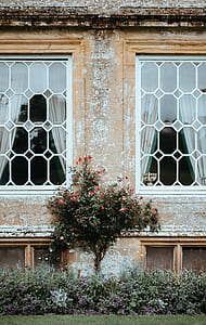 red hibiscus tree beside brown concrete house with white framed glass windows thumbnail