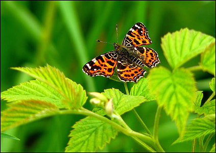 brown and black butterfly on green leaf thumbnail